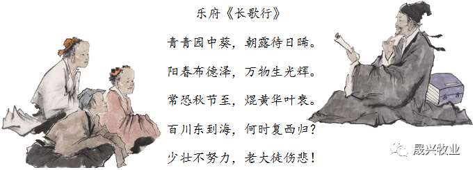 ag����(�й���)����