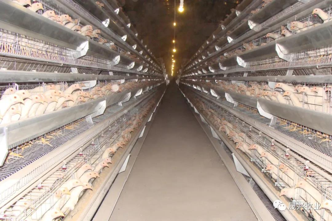 ag����(�й���)����