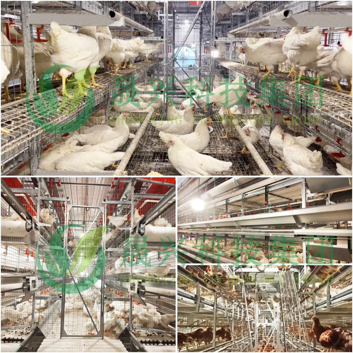 ag����(�й���)����